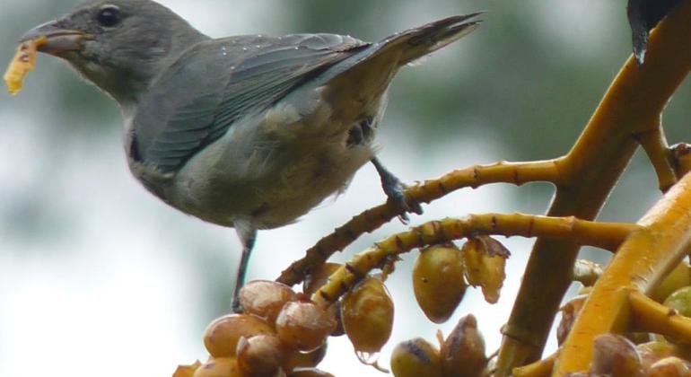 Final de semana será de observação de aves em parque no Barreiro