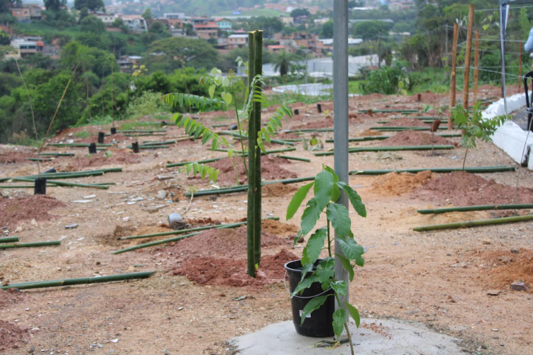 Mudas nativas serão plantadas no bairro Havaí neste sábado (7)