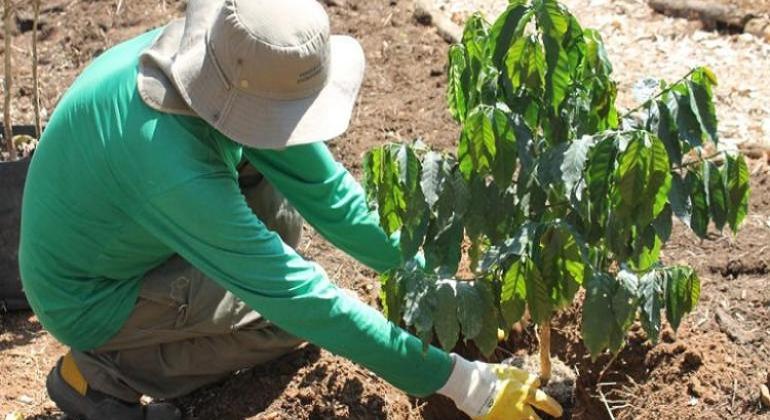 PBH planta 288 mudas de árvores no Bairro Jardim Vitória