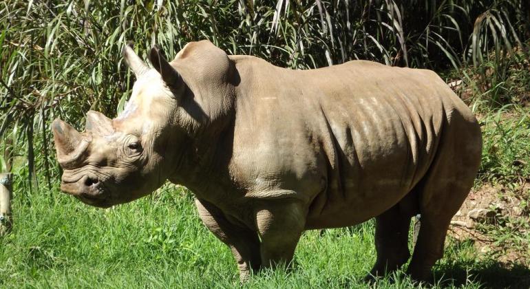 Rinoceronte branco, animal mais velho do Zoo de BH, coleciona curiosidades 