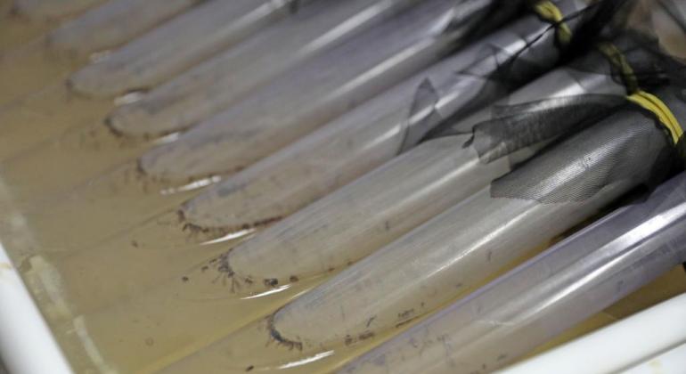 Prefeitura amplia soltura de Aedes com Wolbachia para novos pontos da capital Tubos de ensaio cheios de Aedes com Wolbachia
