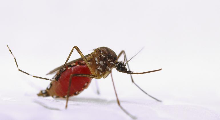 Prefeitura de Belo Horizonte intensifica ações contra o Aedes aegypti Mosquito aedes aegypti