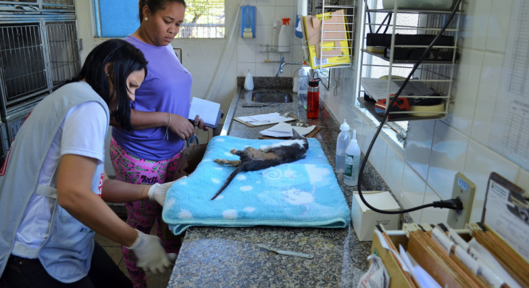 Procedimento ajuda a prevenir brigas com outros animais e diminui o instinto do cão de fazer xixi em todos os cantos para marcar território. Foto: Sydney Procópio/PBH Dois técnicos de saúde observam gato deitado em colchão sobre a mesa.