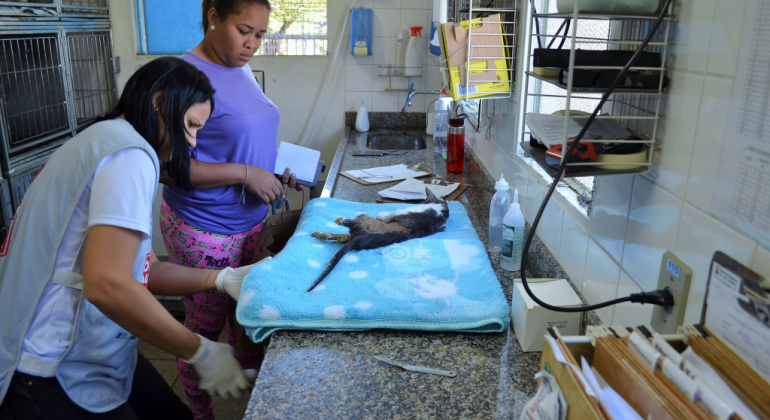 Dois técnicos de saúde observam gato deitado em colchão sobre a mesa. 