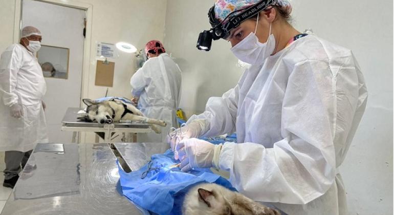 PBH abre agenda de maio para castração de cães e gatos