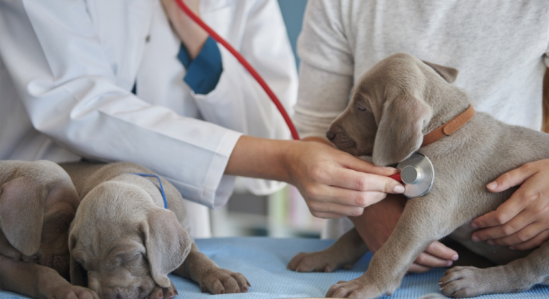 Belo Horizonte terá primeiro hospital veterinário com atendimento gratuito Vetrinária cuidando de dois cachorros