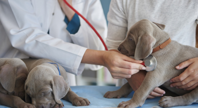 Vetrinária cuidando de dois cachorros