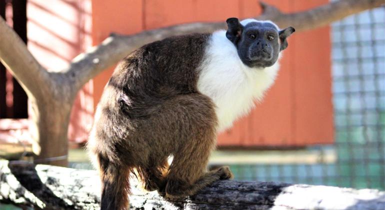 Ameaçada de extinção, fêmea de sauim-de-coleira é a primeira da espécie no Zoo de BH