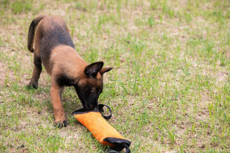 Filhote de cachorro da raça Pastor Belga Malinois da Guarda Municipal durante treinamento