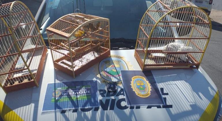Patrulha Ambiental da Guarda Municipal integra rede de proteção ao meio ambiente Imagens de gaiolas com passarinhos resgatados pela Patrulha Ambiental da Guarda Municipal de Belo Horizonte
