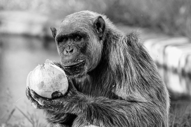 Chimpanzé segura nas mãos um coco maduro em uma foto em preto e branco 