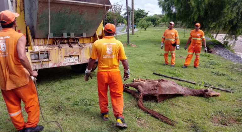 Superintendência de Limpeza Urbana (SLU) recolhe animais mortos nas vias de Belo Horizonte, vítimas, na maioria dos casos, de atropelamento. Foto: Divulgação PBH Quatro agentes da SLU se aproximam de cavalo morto durante o dia; à direita, caminhão de recolhimento.