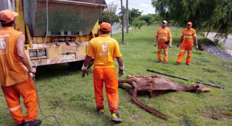 Quatro agentes da SLU se aproximam de cavalo morto durante o dia; à direita, caminhão de recolhimento.