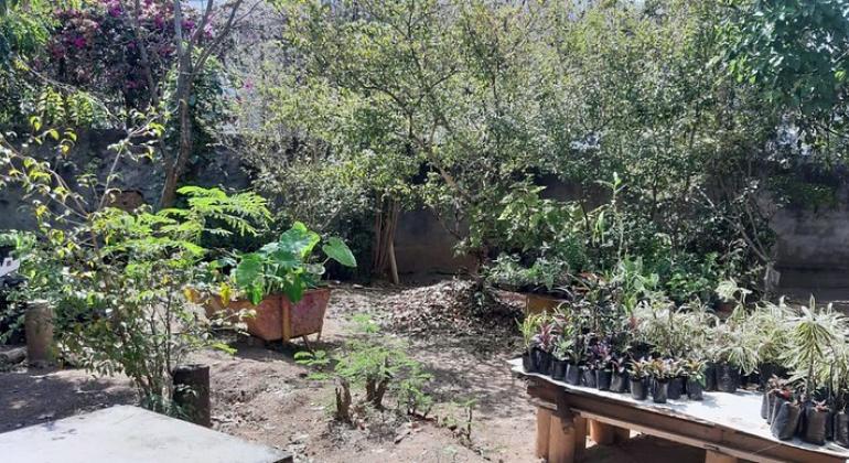 Várias mudas em cima de uma mesa, outras no chão, em meio a muitas plantas, durante o dia. 