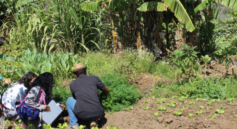 Três pessoas de costas em uma hora. É possível ver bananeiras e outras plantas.