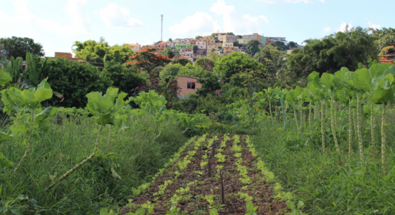 Prefeitura abre inscrições para curso de formação em Agroecologia Plantação de couve e alface