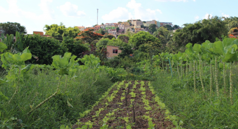 Plantação de couve e alface 