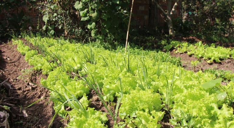 PBH abre chamamento público para compra de hortifrutigranjeiros de agricultores Imagem de horta