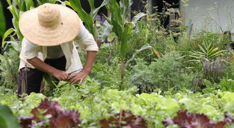 Agricultor cuidando da horta