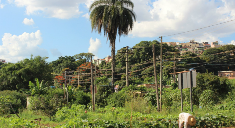O evento visa aproximar produtores e a comunidade escolar, estimulando a compra direta de hortaliças e a sustentabilidade da produção. Foto: Fabio Lima Homem manuseia plantio de hotaliça, durante o dia.