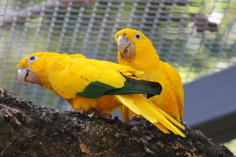 Zoo de BH divulga calendário de julho para visitas guiadas a recinto de aves Zoo de BH divulga calendário de julho para visitas guiadas a recinto de aves