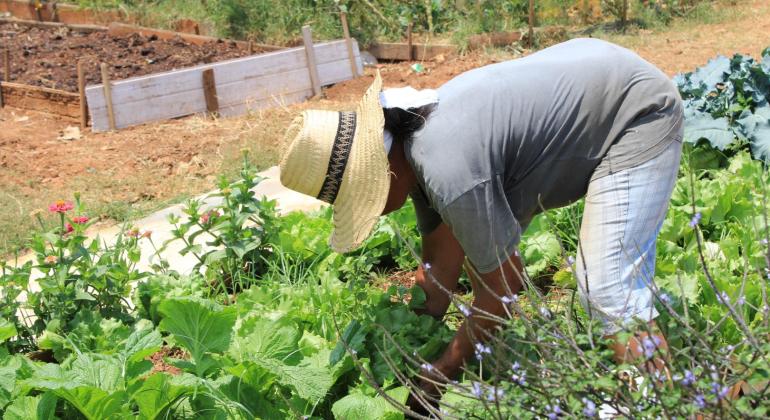 PBH e Sebrae Minas oferecem capacitação gratuita para agricultores urbanos