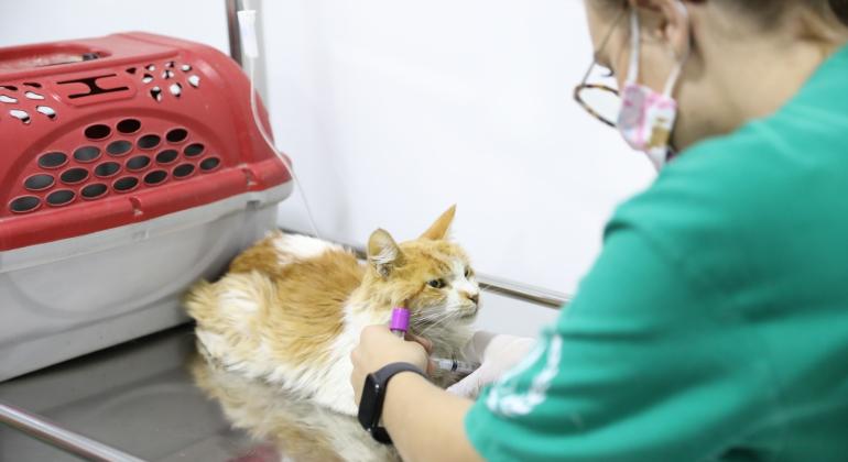 Complexo Veterinário de BH tem tratamento pioneiro para gatos com esporotricose