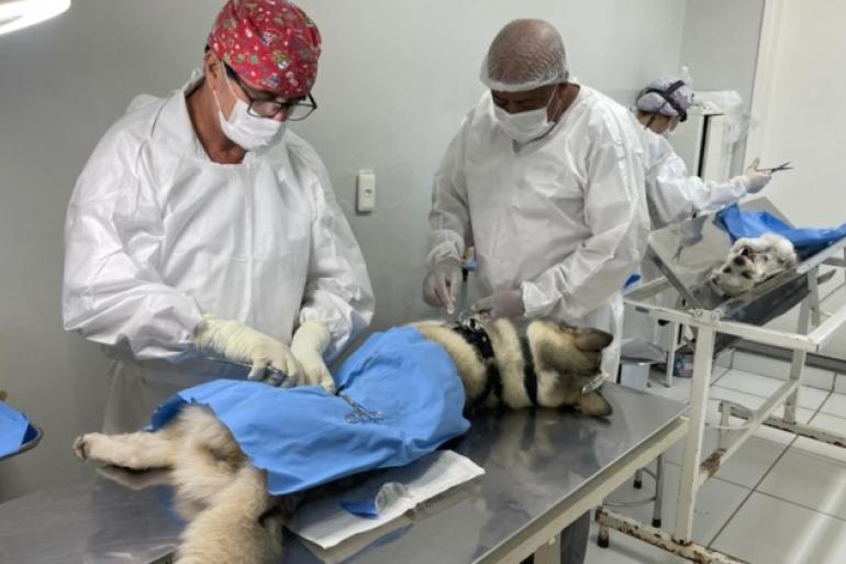 Castração de cães e gatos será agendada pelo gov.br a partir desta segunda-feira (6)