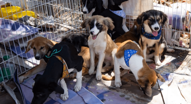 BH é da Gente tem campanha de adoção de pets e outras atrações Cães envolvidos por uma cerca