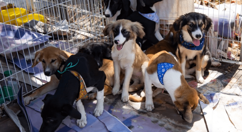 Cães envolvidos por uma cerca