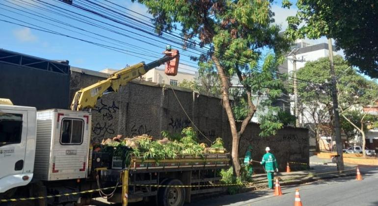 Medidas preventivas da PBH reduzem quedas de árvores em outubro na capital