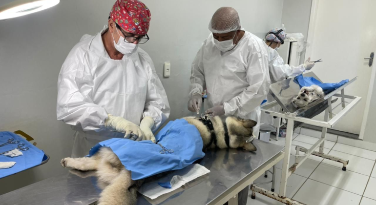 Prefeitura de BH muda estratégia para agendamento de castração de cães e gatos