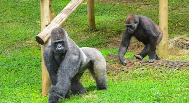 Visitantes já podem conhecer o Gorila Bu Bu no Zoológico de BH