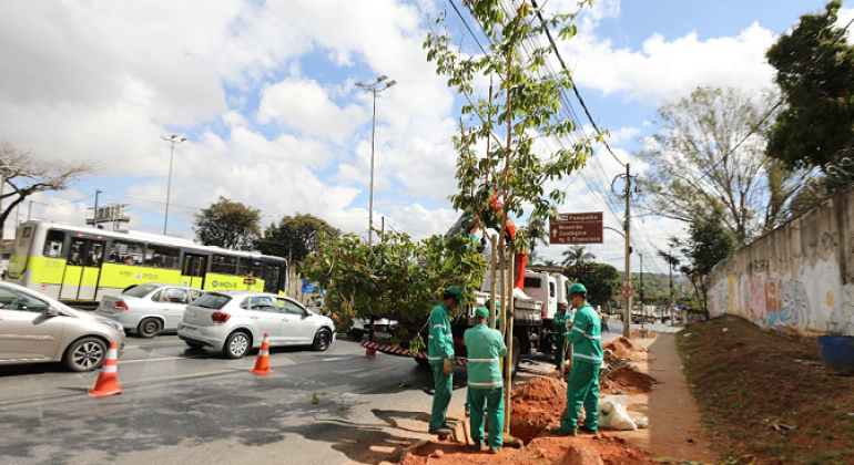 Prefeitura de BH inicia pela Pampulha plantio de mais de mil árvores adultas na cidade