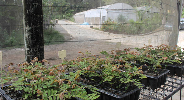 Composto produzido pelo Jardim Botânico apresenta resultados positivos no cultivo de ipês e outras espécies