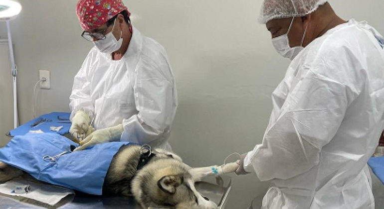 Castração de cães e gatos será agendada pelo gov.br