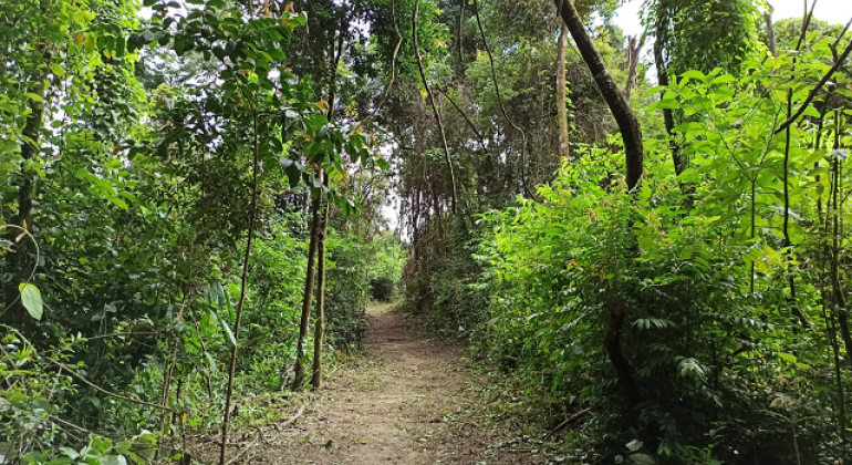 Trilha no Parque Ursulina de Andrade Mello convida à reflexão sobre incêndios florestais