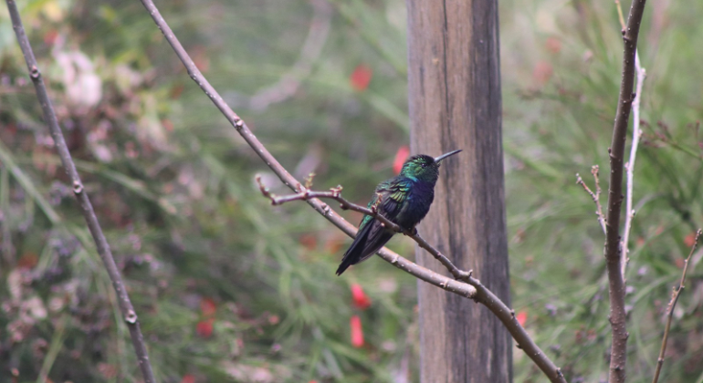 Parque Municipal terá atividade para observação de aves neste sábado (11) Parque Municipal terá atividade para observação de aves neste sábado (11)
