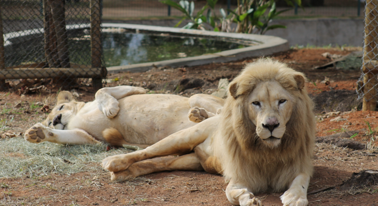 Nos bastidores do Zoo de BH: a rotina dos leões brancos Mafu e Pretória