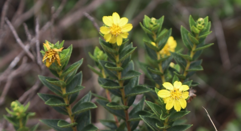 Herbário do Jardim Botânico da PBH revela novas espécies da flora mineira