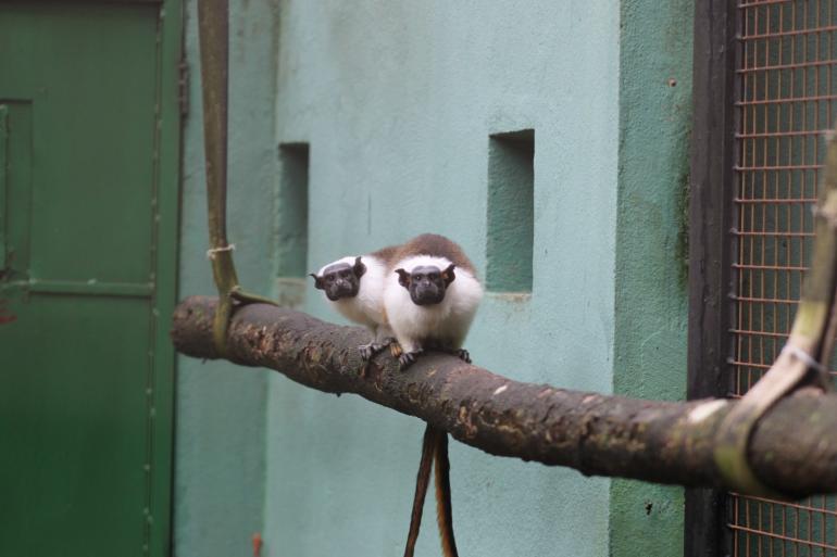 Em extinção, casal de sauim-de-coleira já pode ser visitado no Zoológico