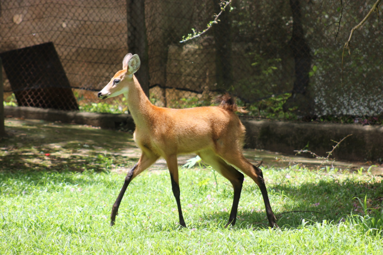 Nascimentos de animais no Jardim Zoológico reafirmam o compromisso com a conservação ambiental