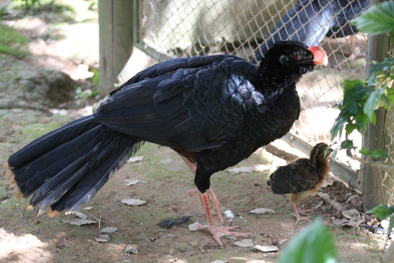 Zoo de BH reproduz espécie extinta na natureza e avança para reintrodução da espécie Zoo de BH reproduz espécie extinta na natureza e avança para reintrodução da espécie