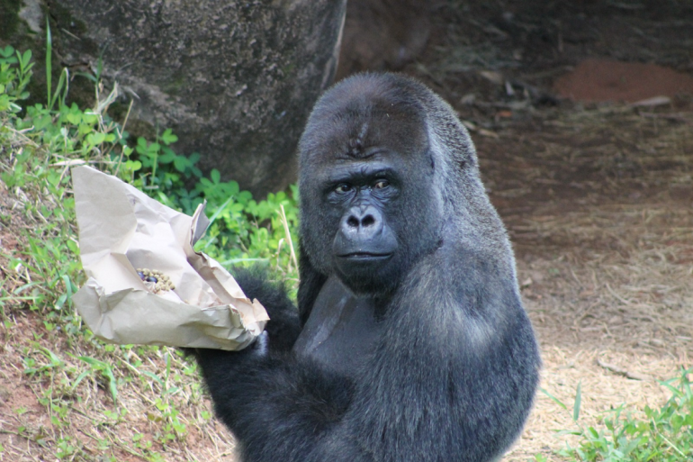 Zoológico de BH comemora 67 anos com programação especial neste domingo (25)