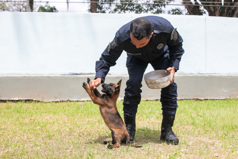 Guarda Municipal participa de curso com cães para atuação de risco Guarda Municipal participa de curso com cães para atuação de risco