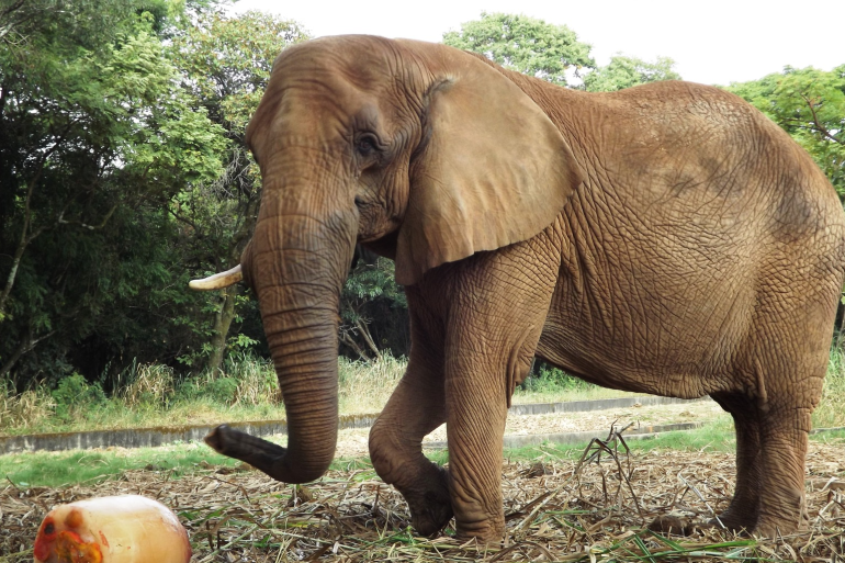 Jardim Zoológico utiliza técnicas de treinamento para promover o bem-estar animal