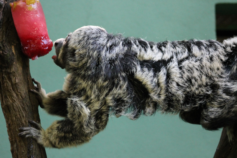Zoo de BH divulga a programação de alimentação de animais para ajudar os visitantes a avistarem as espécies favoritas