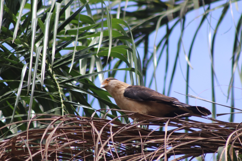 Projeto de observação de aves na Pampulha está com inscrições abertas
