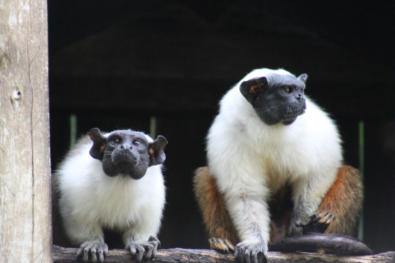 Zoobotânica celebra o Dia Mundial das Abelhas e da Diversidade Biológica com programação especial Zoobotânica celebra o Dia Mundial das Abelhas e da Diversidade Biológica com programação especial