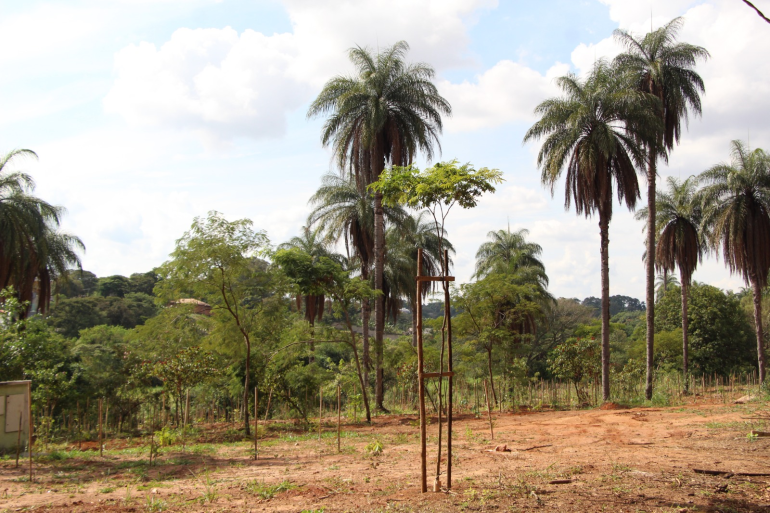 Jardim Botânico recebe o plantio 3,2 mil mudas de árvores para recuperação de áreas